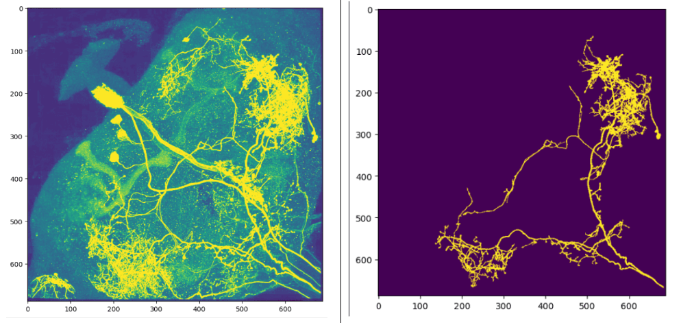 Drosophila Multi-Neuron Connectome Assembly thumbnail